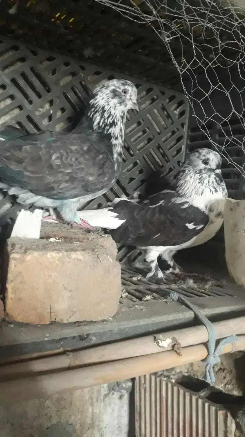 کبوترتهرانی|پرنده|خان ببین, |دیوار