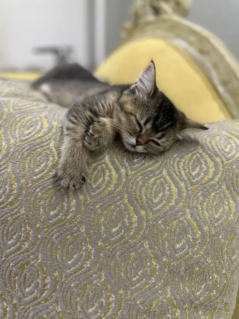 گربه با اصالت و شناسنامه دار|گربه|اهواز, کوی ایثار|دیوار