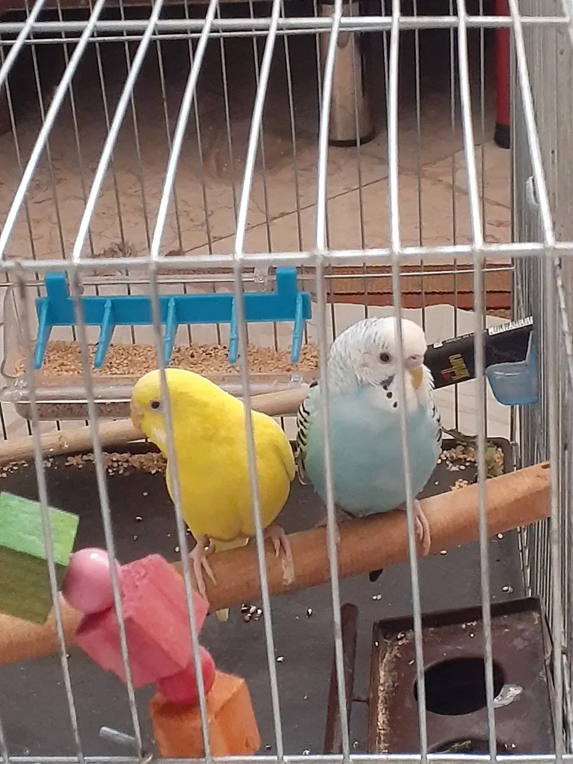 مرغ عشق|پرنده|تهران, وحیدیه|دیوار