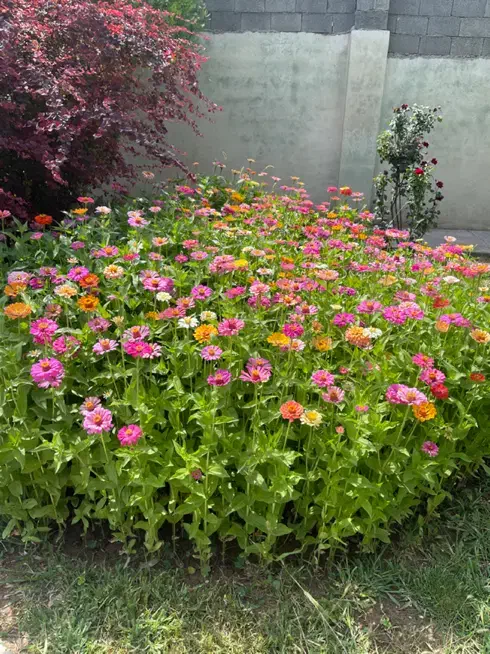 نیازمند کارگر متاهل اتباع دارای مجوز اقامت|استخدام سرایداری و نظافت|صدرا-فارس, فاز ۱|دیوار