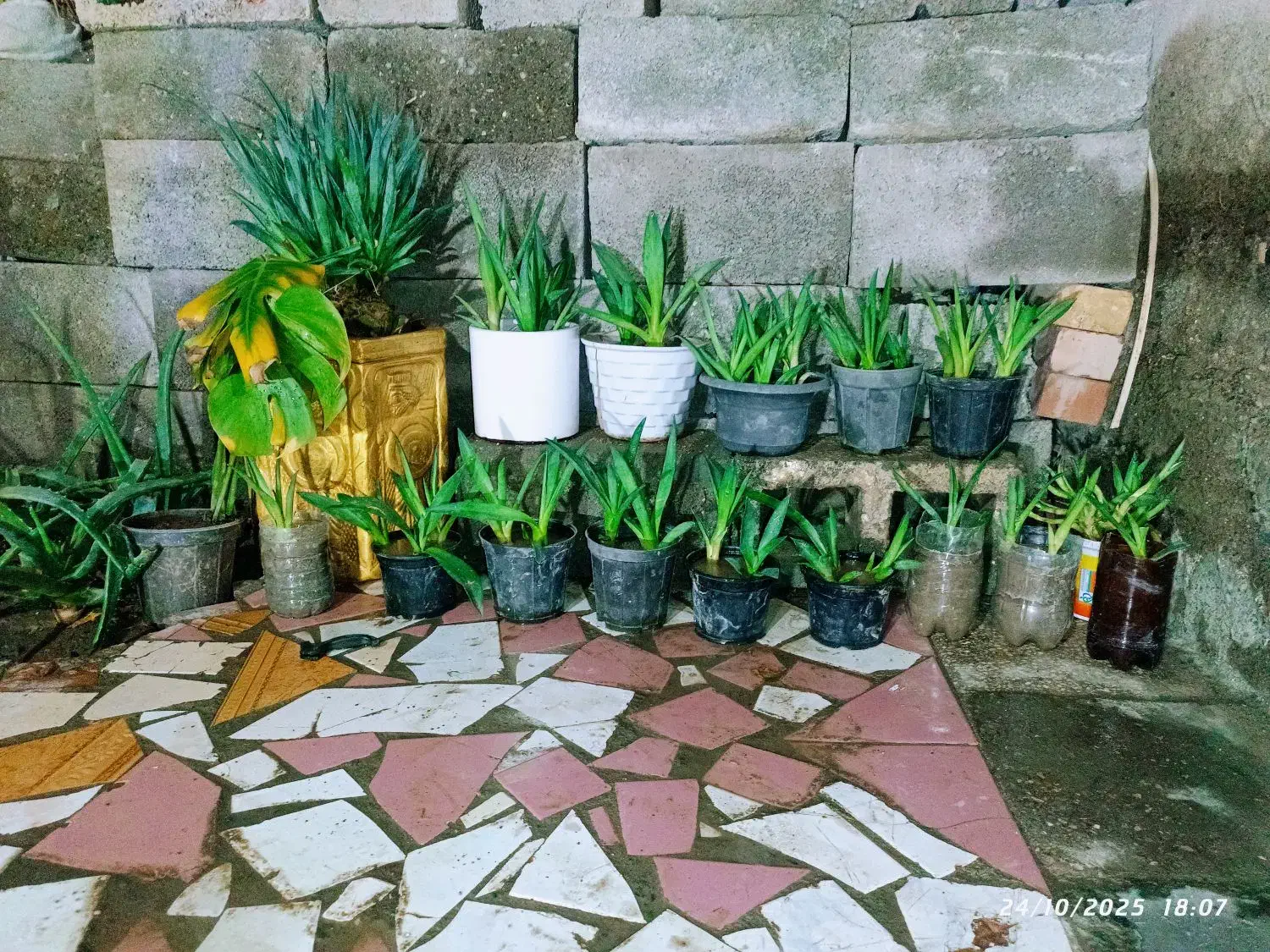 گل و گیاه قلمه گل اناناسی|گل و گیاه طبیعی|کهنوج, |دیوار