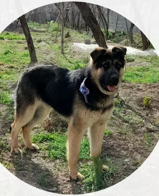 سگ ژرمن نر|سگ|خرم بید, |دیوار