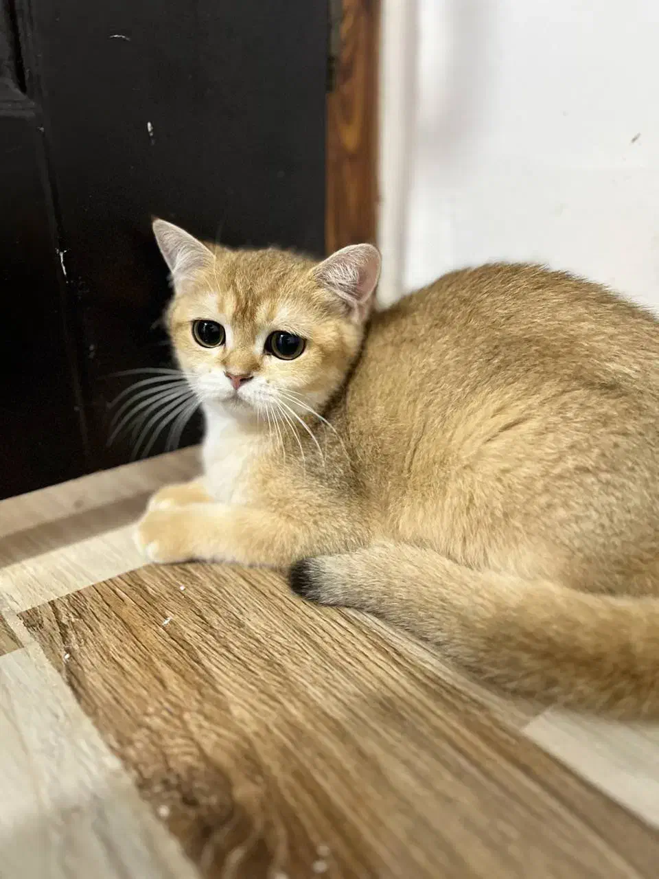 بریتیش گلد ny12|گربه|تهران, زعفرانیه|دیوار