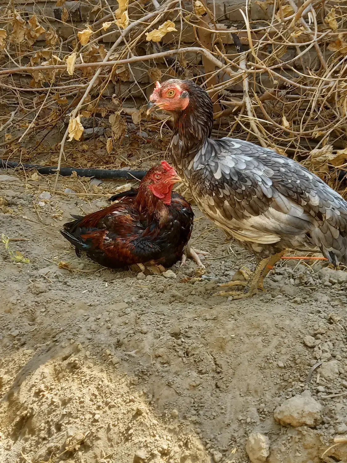 مرغ کرچ . کدوکی پکارن|حیوانات مزرعه|ایرانشهر, |دیوار