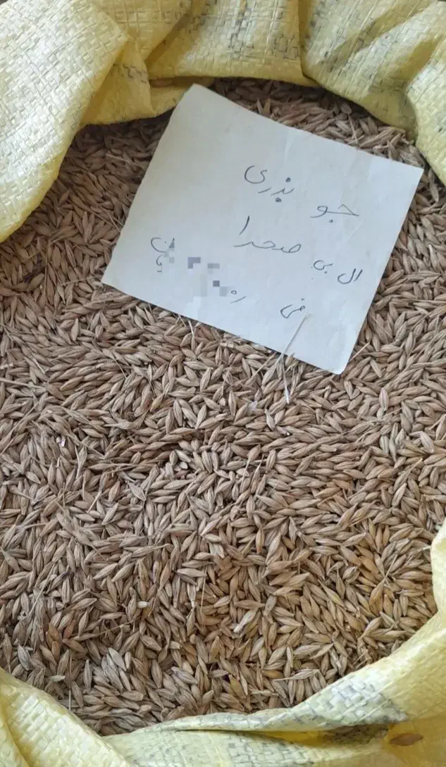 جو بذری و گندم بذری|خدمات باغبانی و درختکاری|علیآباد کتول, |دیوار