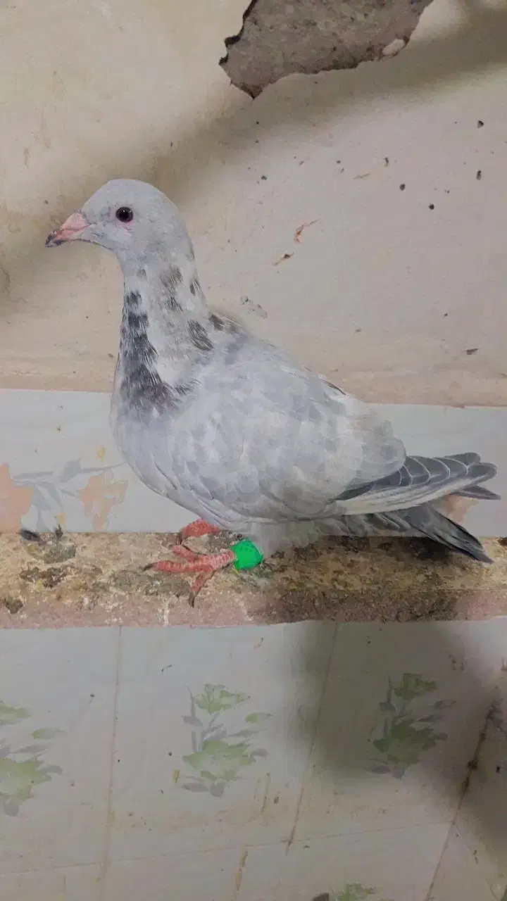 کاغذی زاغ|پرنده|تربت‌حیدریه, مظفریه|دیوار