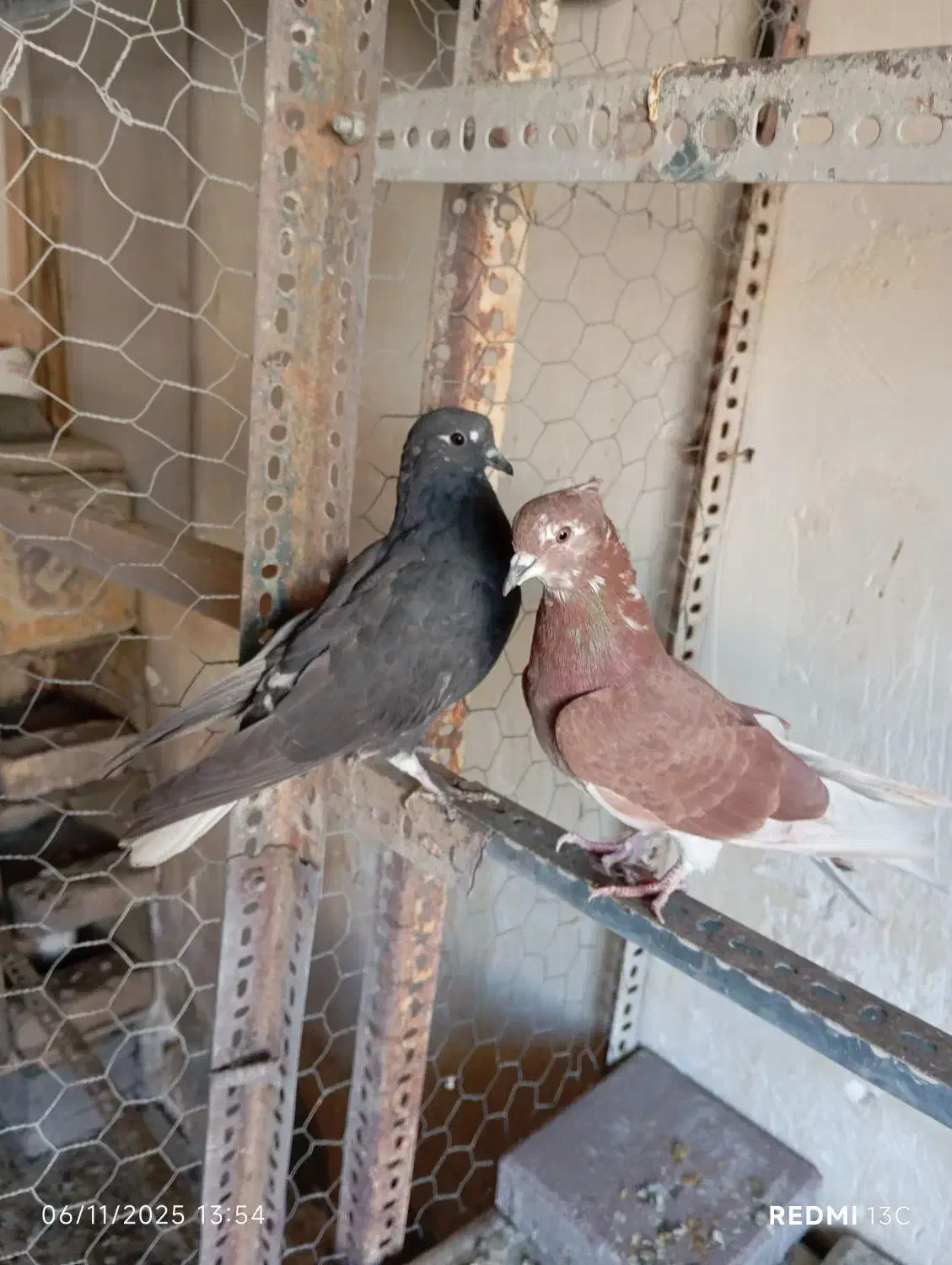 سلام کبوترای پرشی فروشی|پرنده|کرج, شهرک بنفشه|دیوار