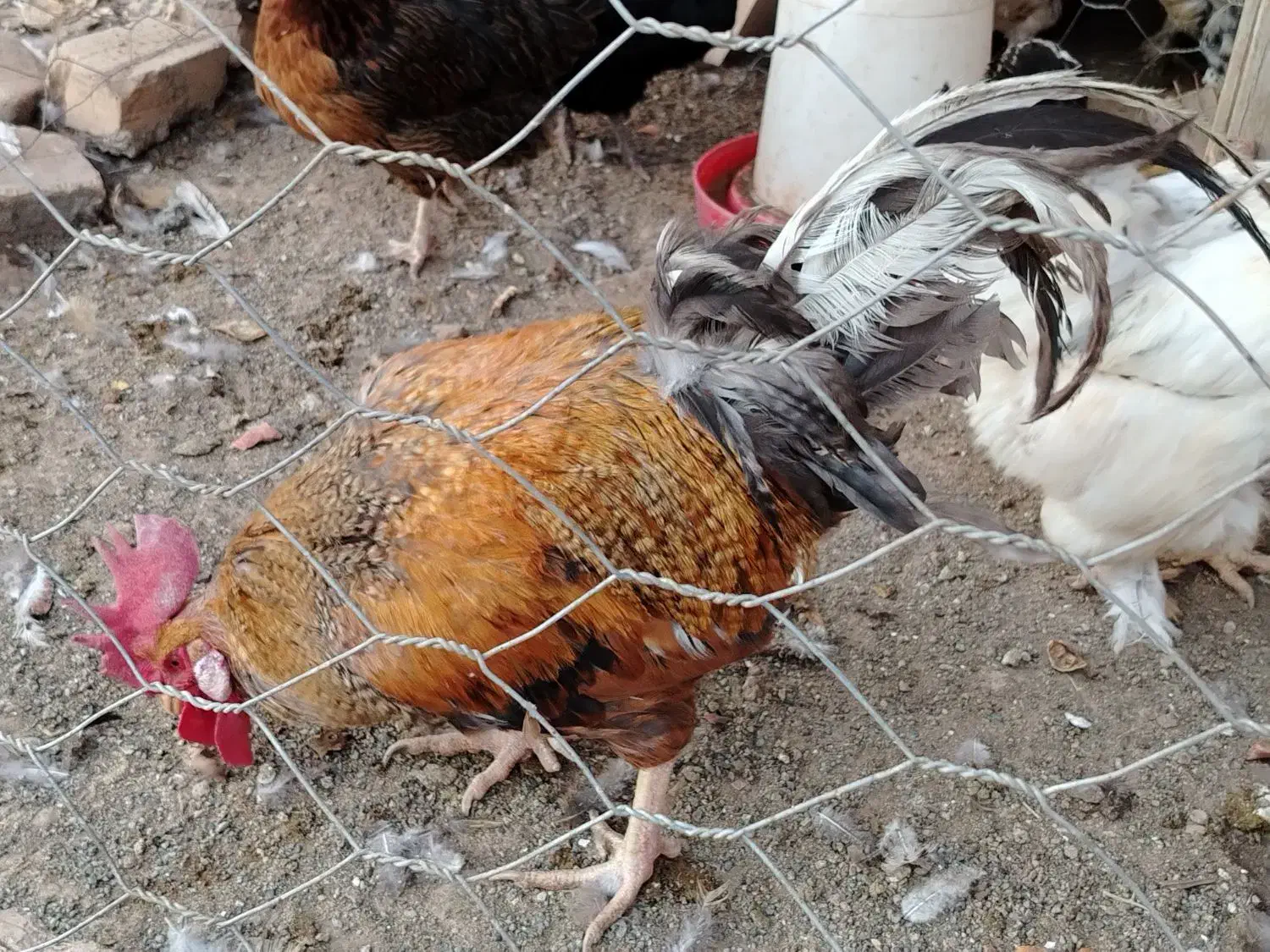 مرغ|حیوانات مزرعه|عطاملک, |دیوار