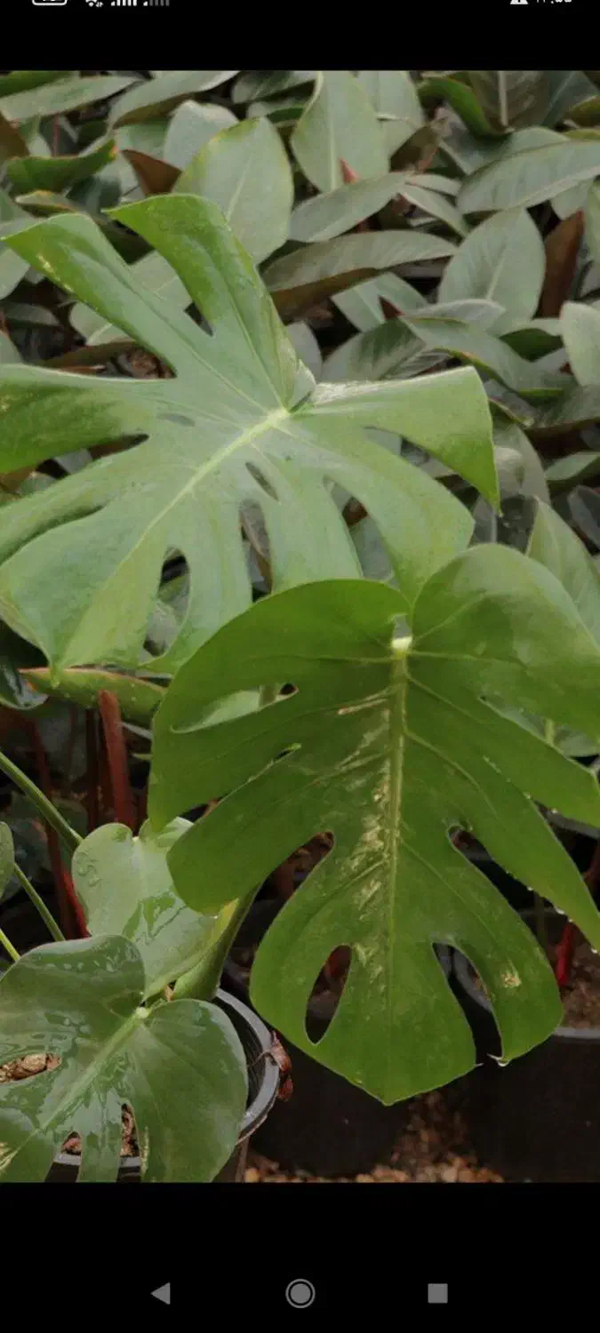 گل درختی آپارتمانی|گل و گیاه طبیعی|بروجرد, |دیوار