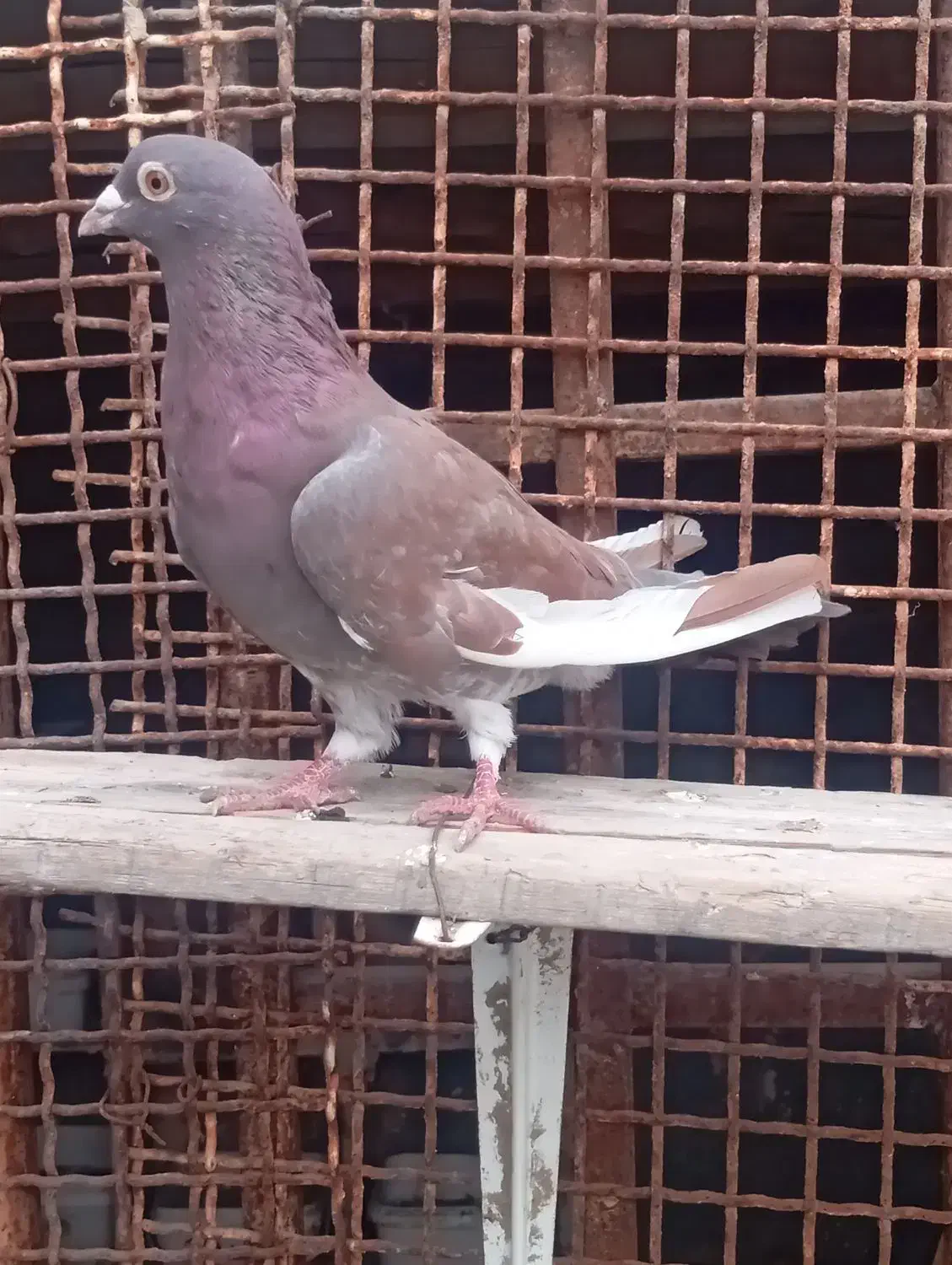 پلاکی نر|پرنده|میناب, |دیوار