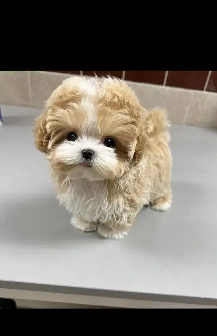 فوضول های رنگارنگ رسید|سگ|شیراز, شهرک گلستان|دیوار