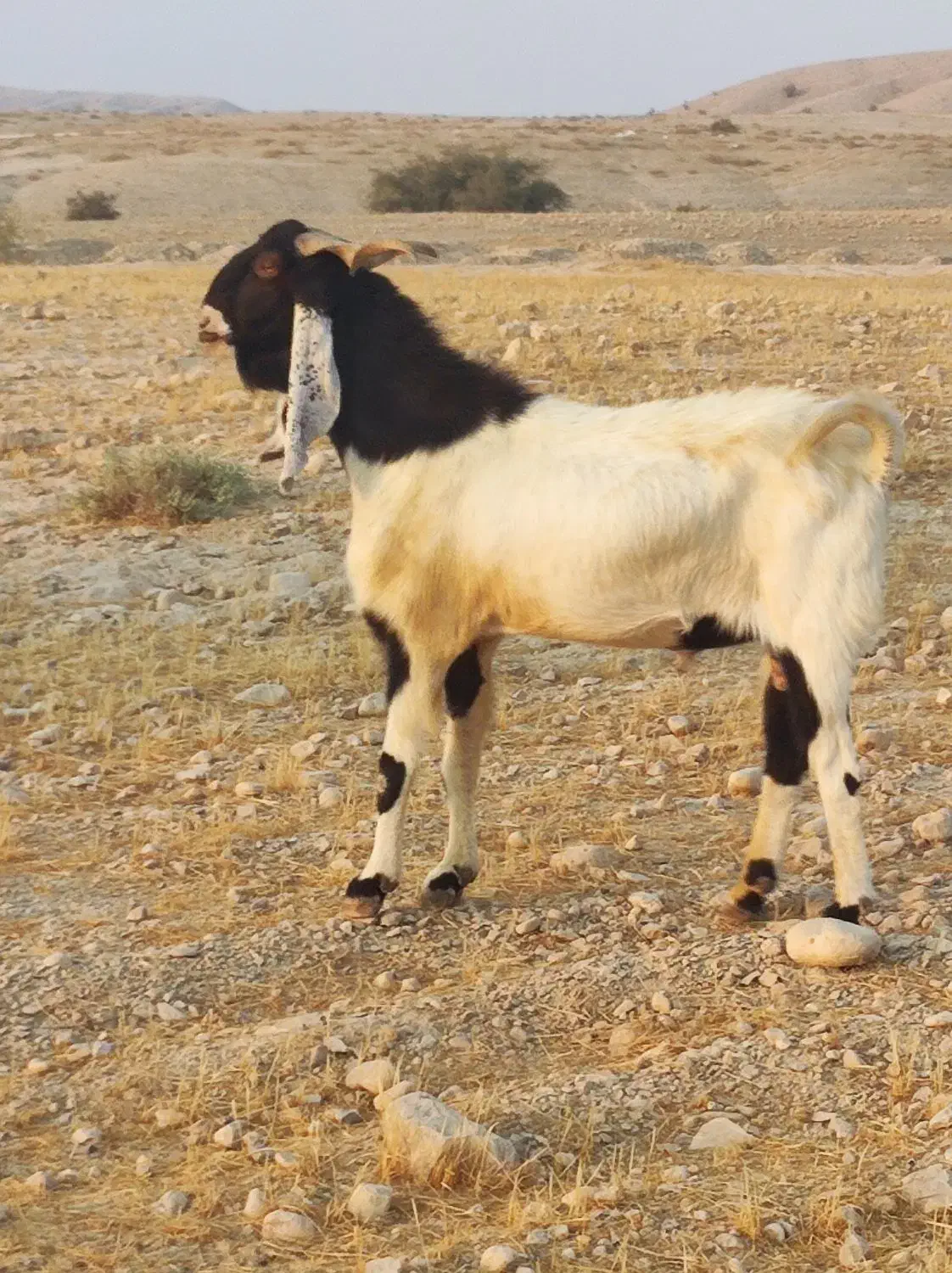 پازن پاکستانی|حیوانات مزرعه|برازجان, |دیوار