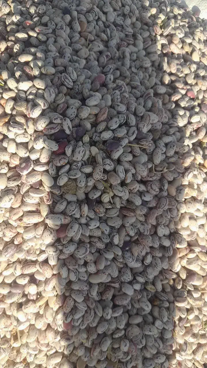 لوبیا چیتی درجه یک|خوردنی و آشامیدنی|شیرینسو, |دیوار