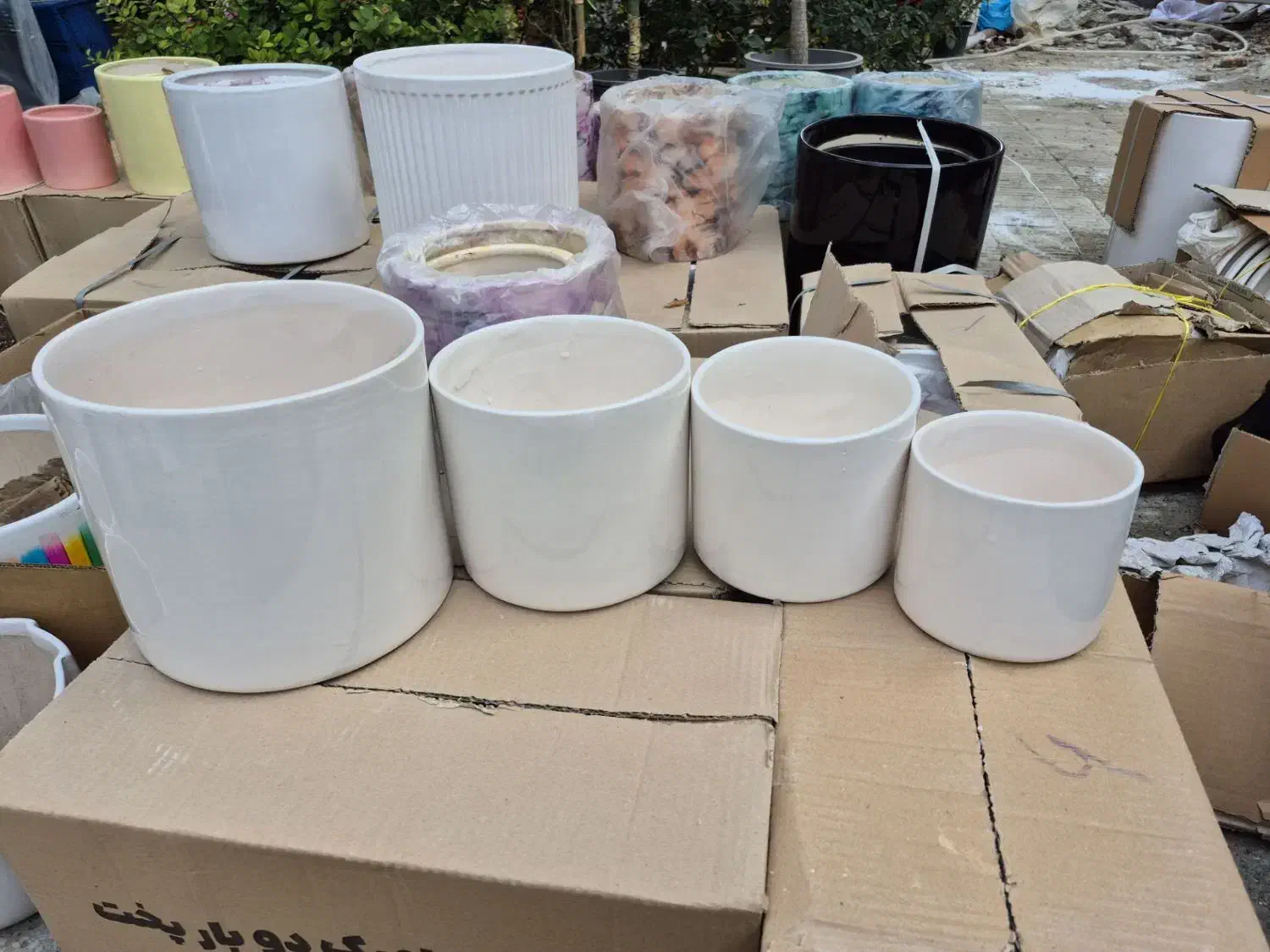 گل وگلدون|گل و گیاه طبیعی|گنبد کاووس, |دیوار