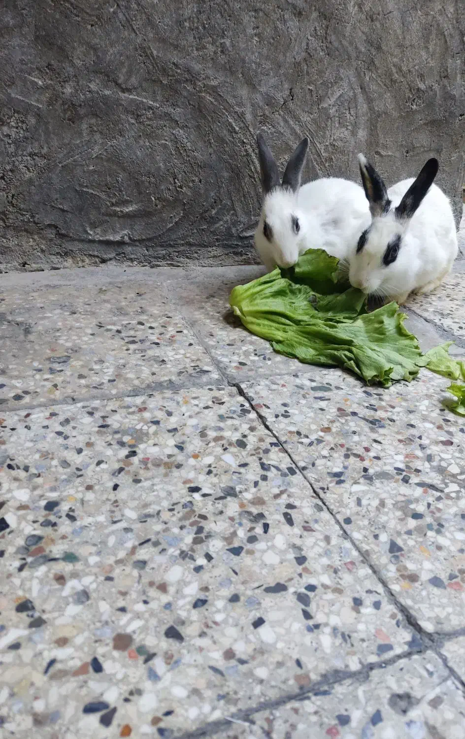 خرگوش ها نره وماد ،۱ساله وچند ماه قیمت دونه۳۰۰هزار|موش و خرگوش|پلدختر, |دیوار