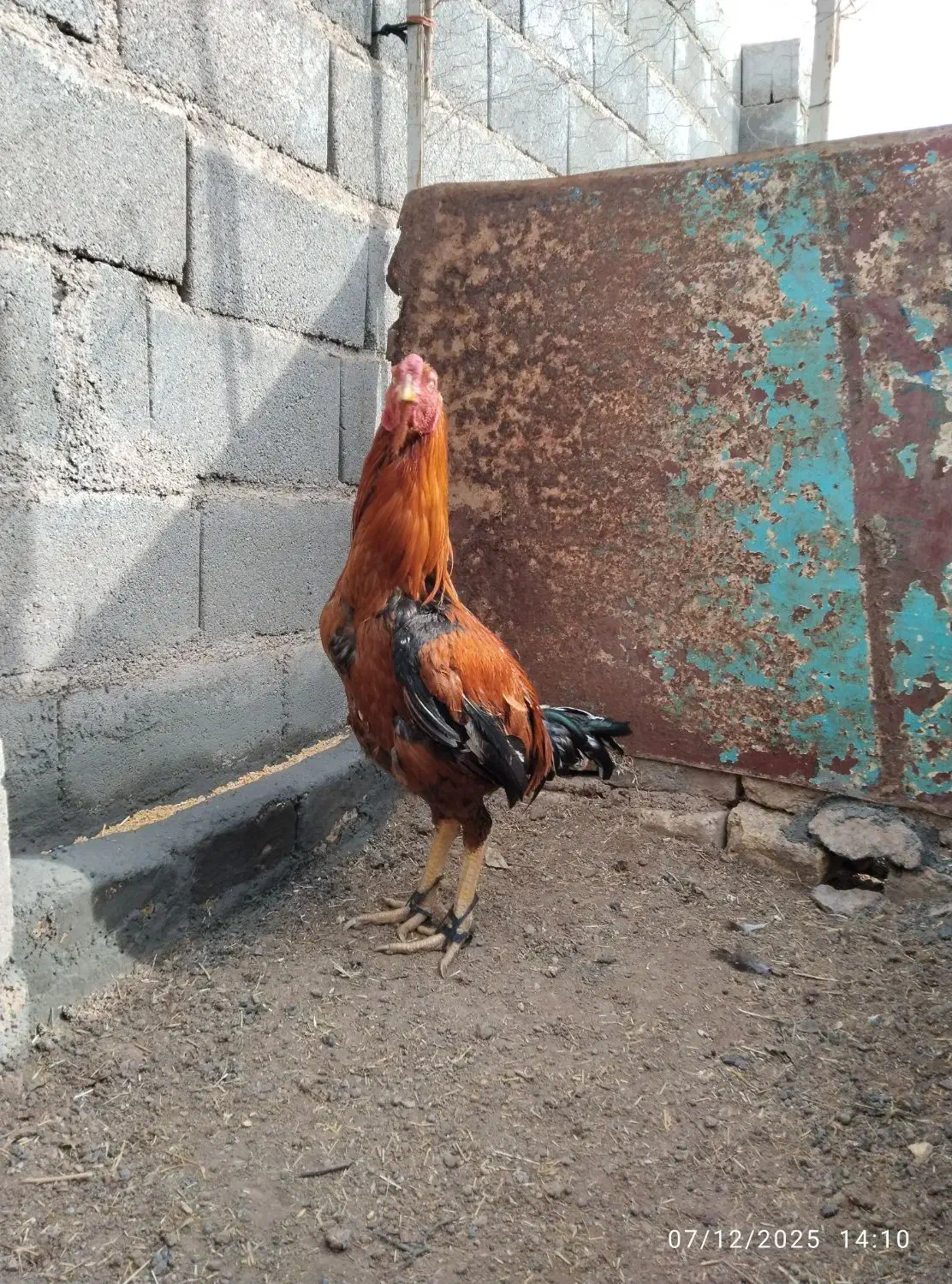 خروس لاری|حیوانات مزرعه|قیدار, |دیوار