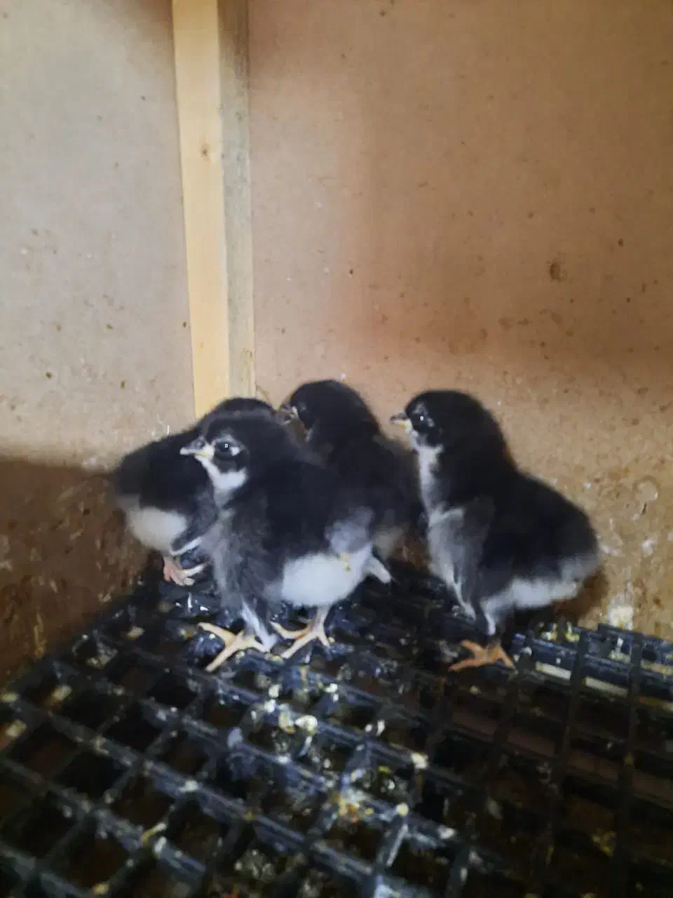 جوجه استرالوپ|حیوانات مزرعه|خمینیشهر, |دیوار