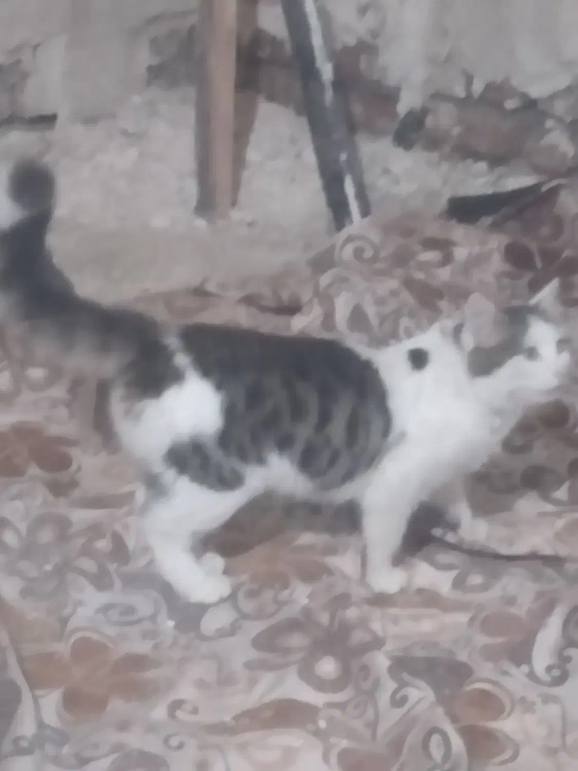 گربه دورگه پرشین|گربه|اردبیل, |دیوار