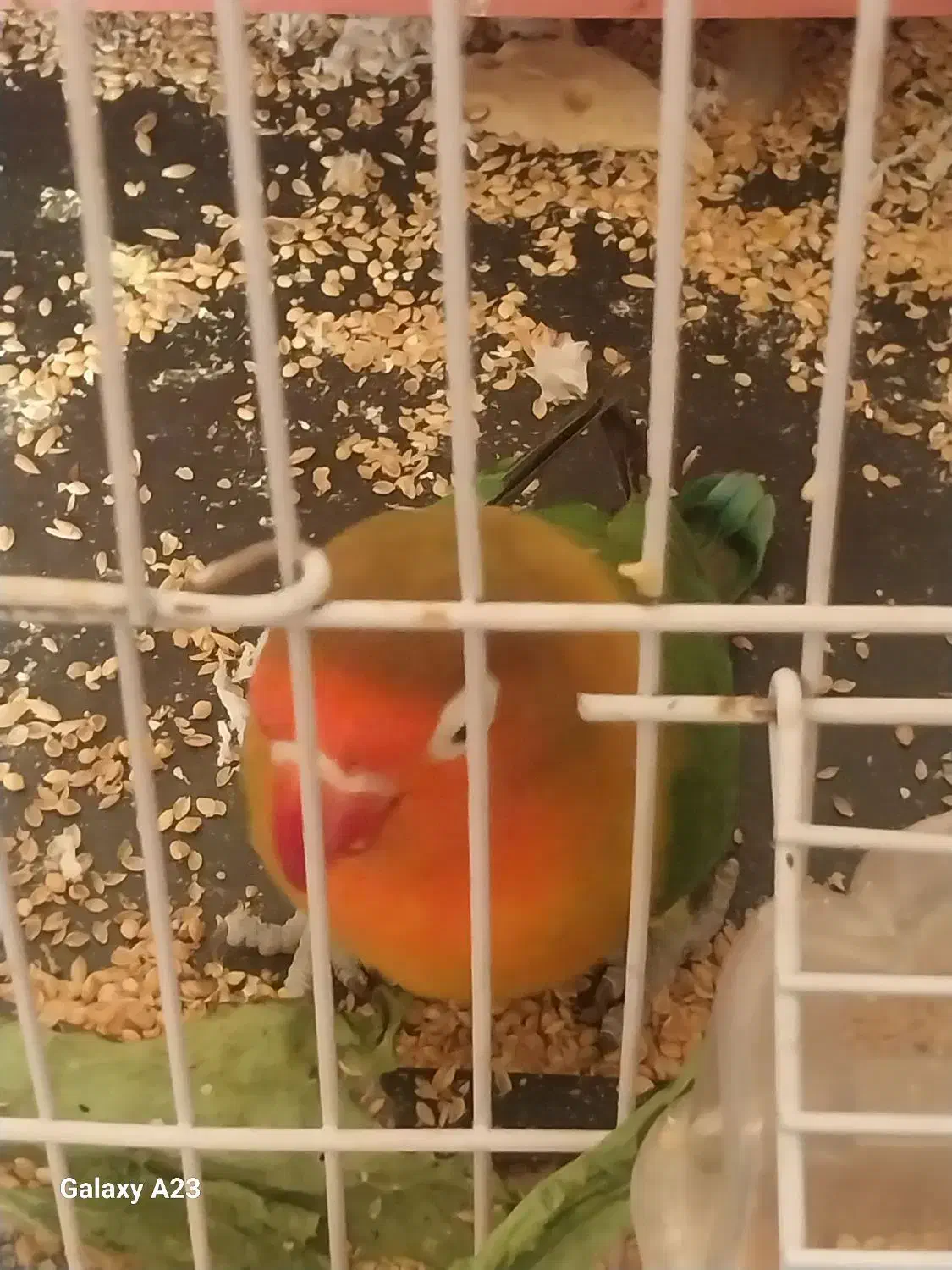 طوطی کوتوله|پرنده|اصفهان, کوی ولی عصر|دیوار