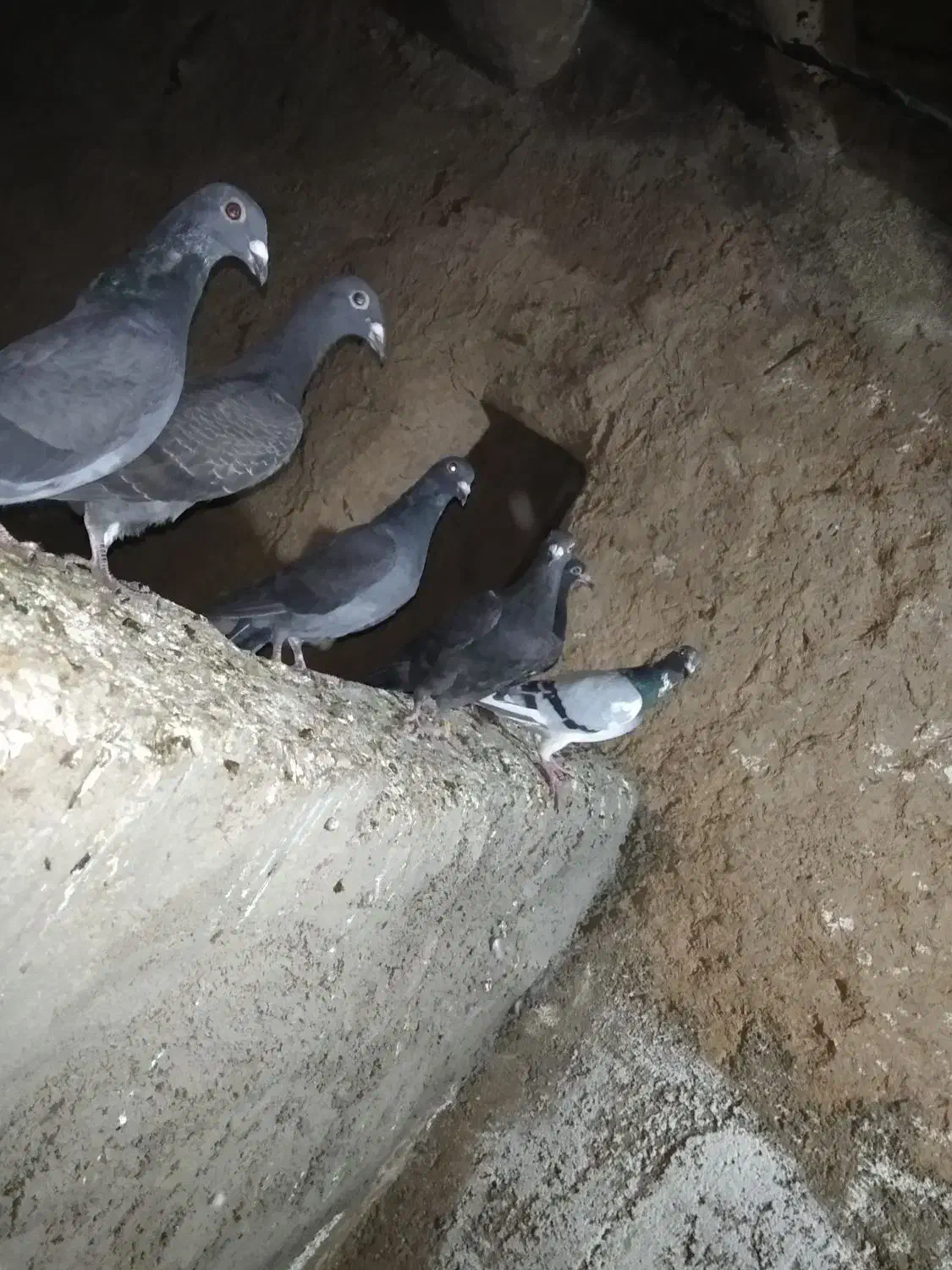 کبوتر مسافتی|پرنده|موچش, |دیوار