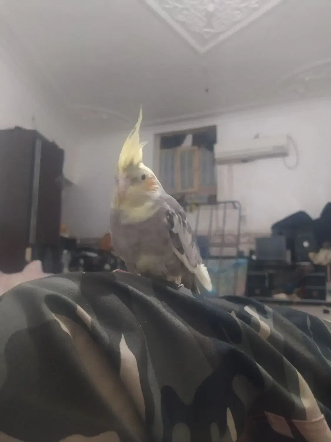 عروس رام اصیل ضمانت تخم جوجه .سرلاکی هم موجوده|پرنده|ایرانشهر, |دیوار