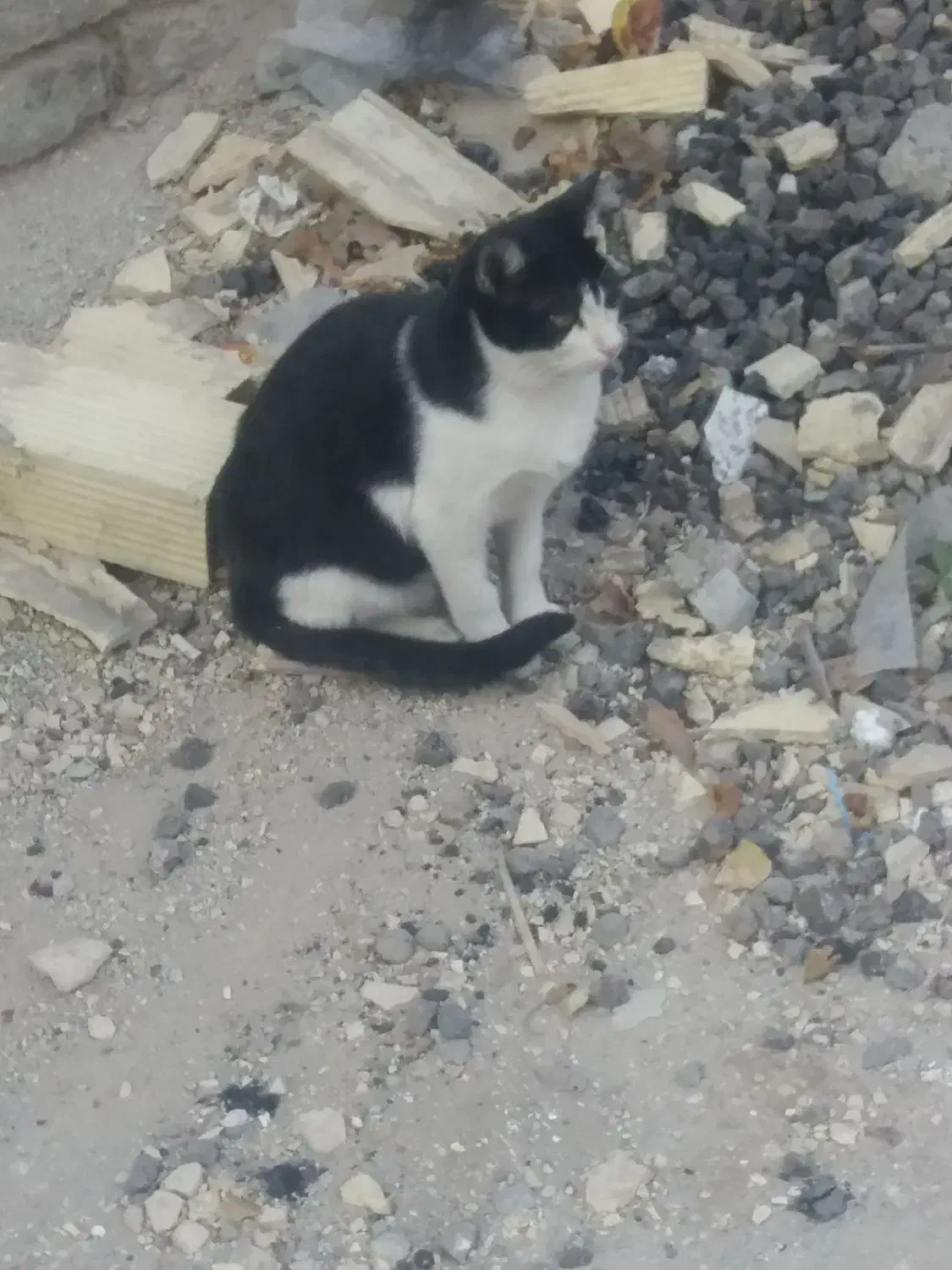 دوتا بچه گربه ناز تاکسیدو برای سرپرستی|گربه|خرم‌آباد, |دیوار