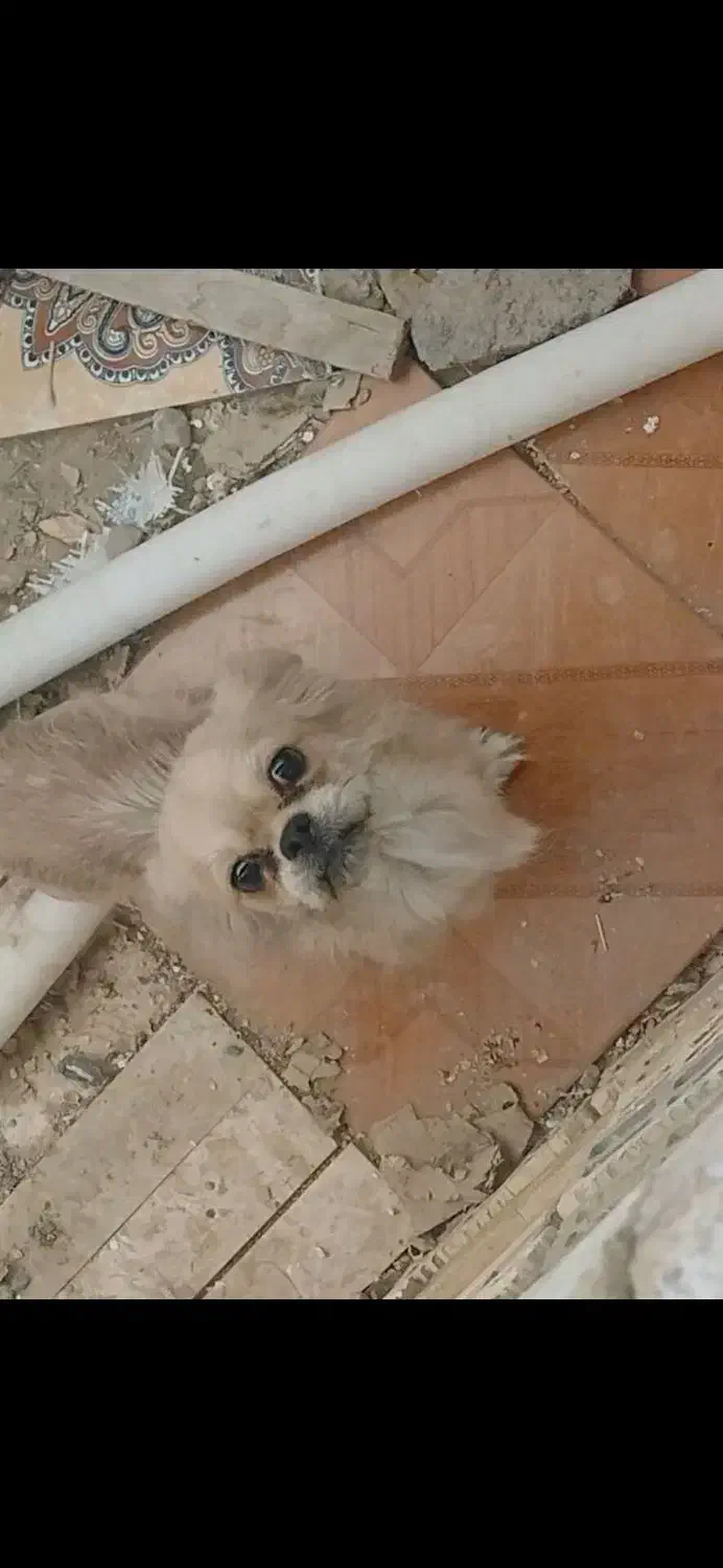 سگ پاپی|سگ|فولادشهر, B1|دیوار