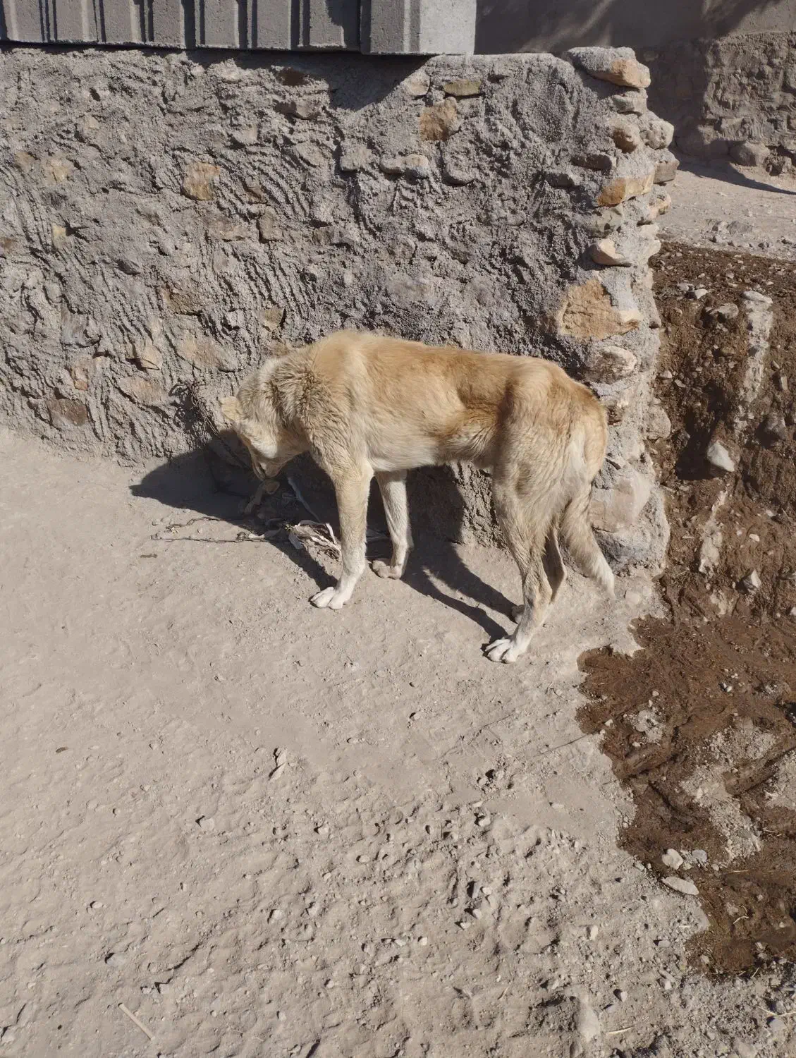 سگ گلعی مخصوص گله|سگ|هریس, |دیوار