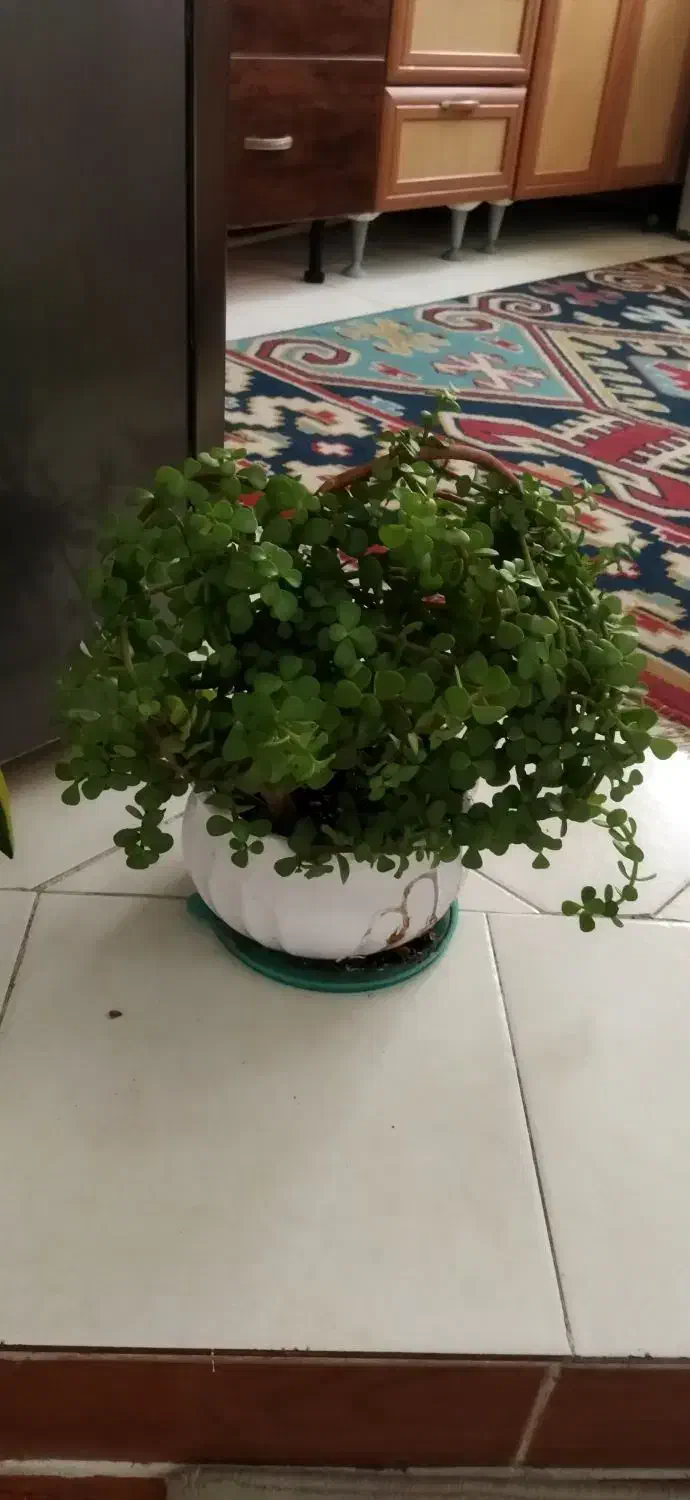 گلدان خرفه ای زیبا و سرحال|گل و گیاه طبیعی|سمنان, |دیوار