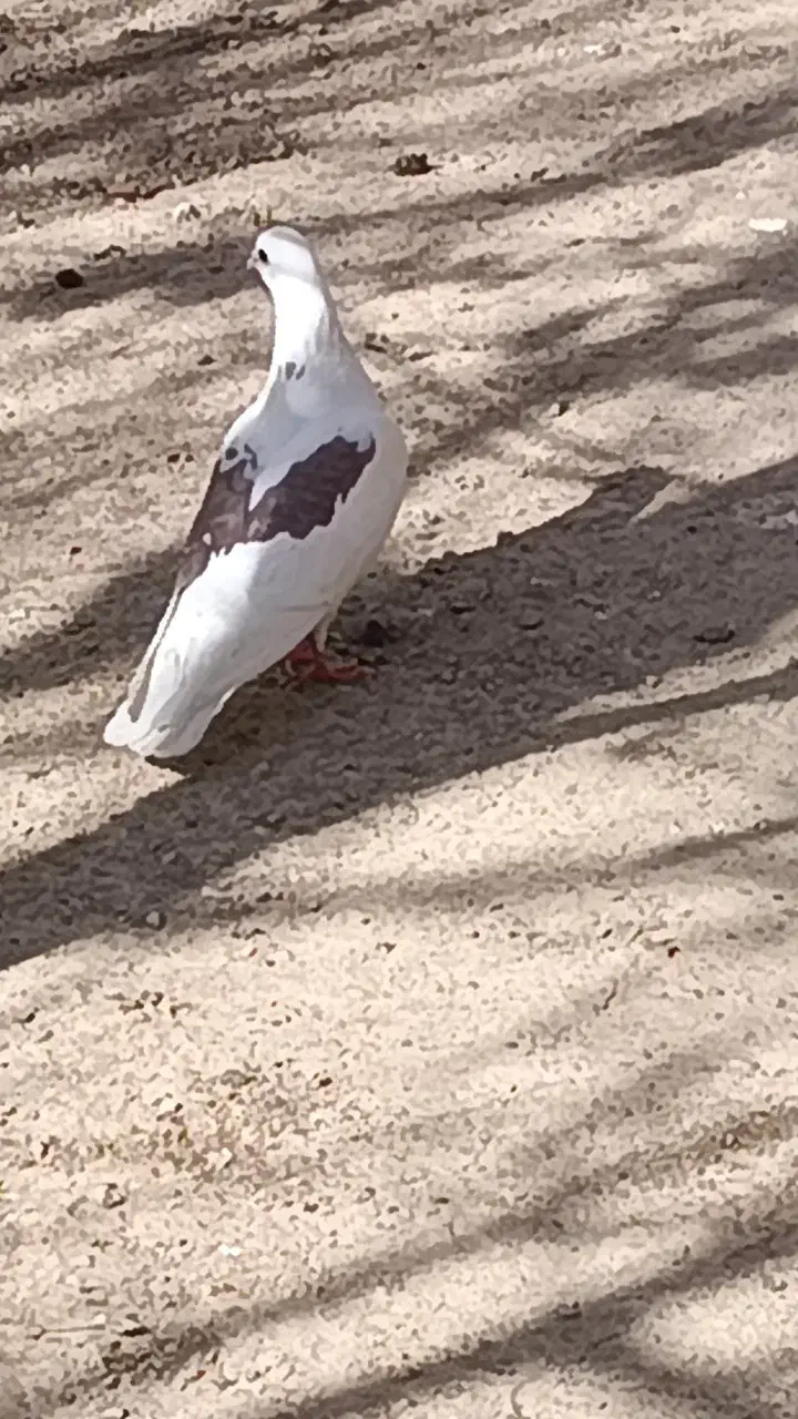 کفتر گم شده|حیوانات|نجف‌آباد, قلعه سفید|دیوار