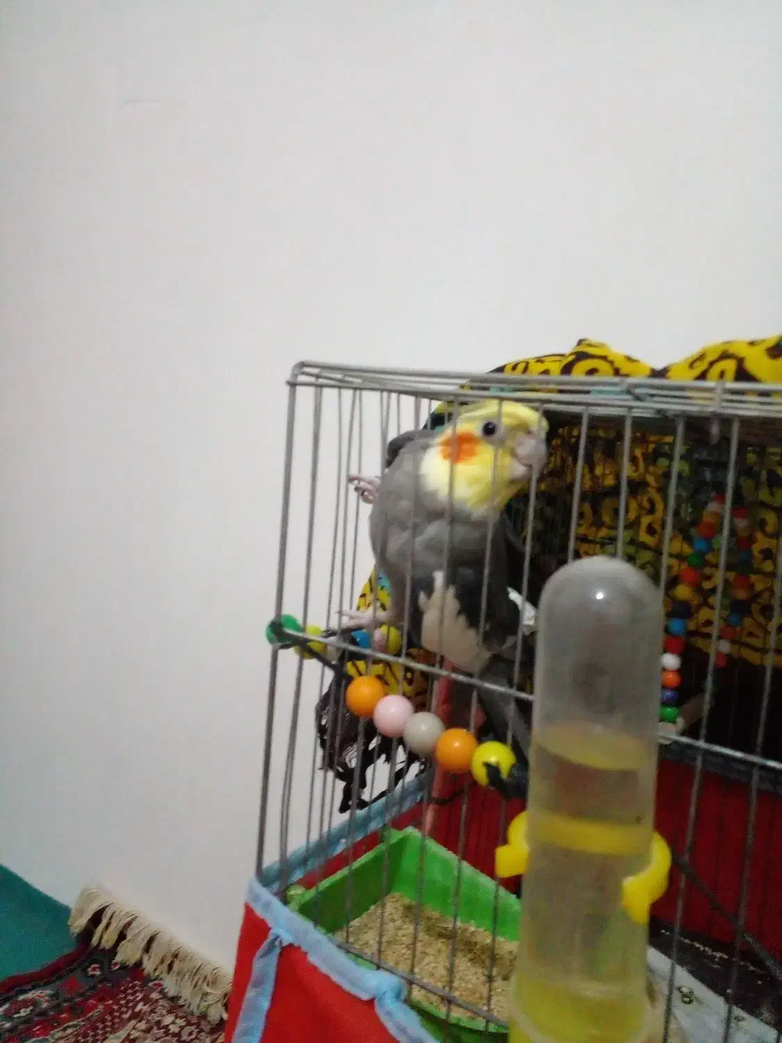 پرنده|پرنده|ساری, |دیوار