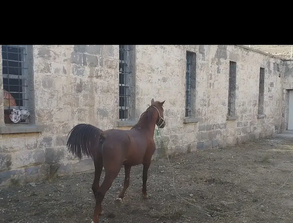 اسب کرد سالم دم گیر|اسب و تجهیزات اسب‌سواری|رینه, |دیوار