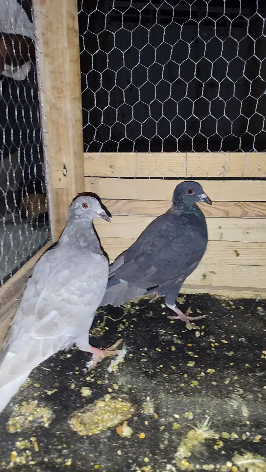 کبوتر|پرنده|گنبد کاووس, |دیوار