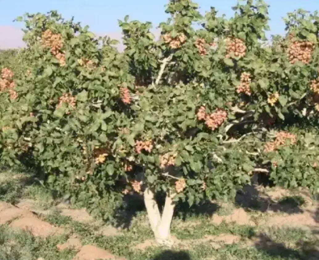 زمین کشاورزی پسته|فروش زمین و ملک کلنگی|گاریزات, |دیوار