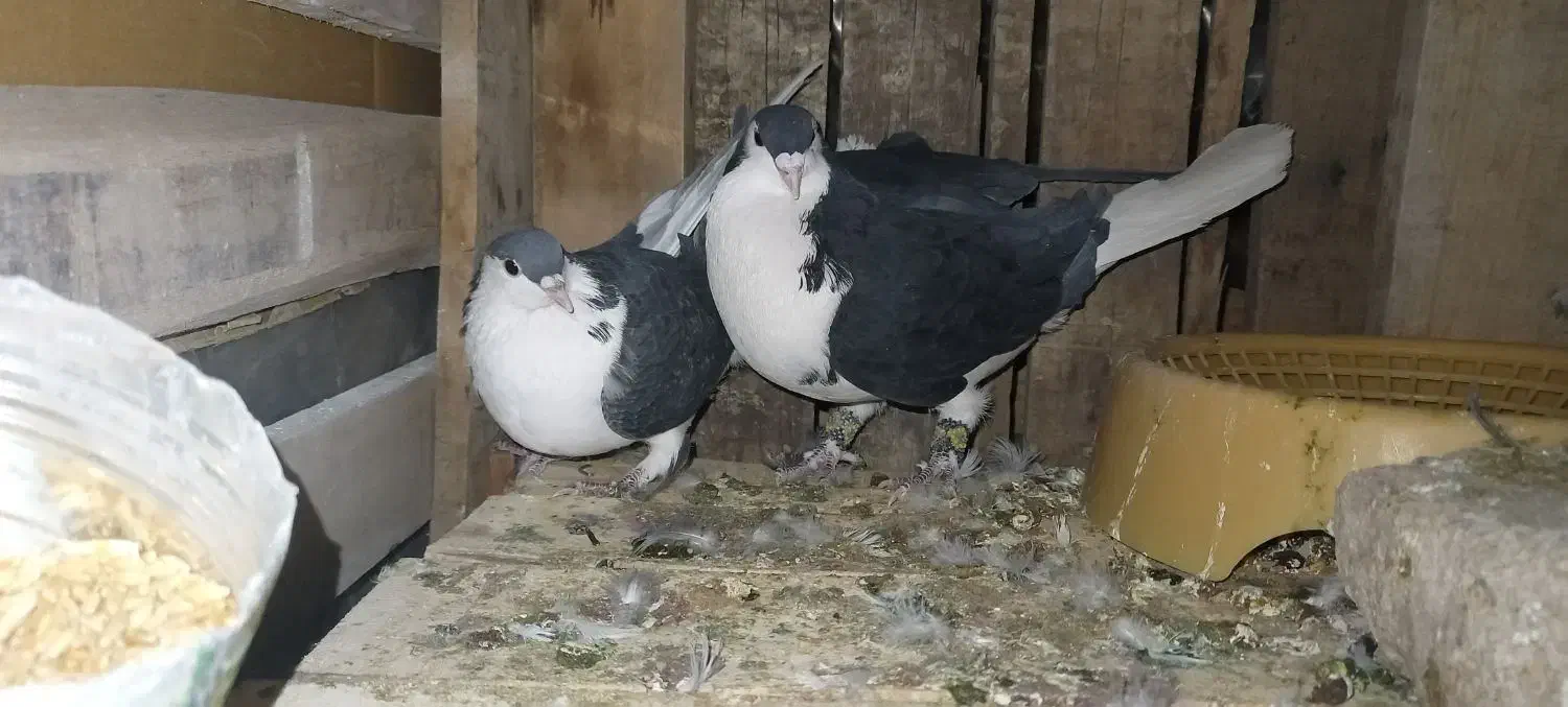 شیرازی نرماده|پرنده|بم, |دیوار