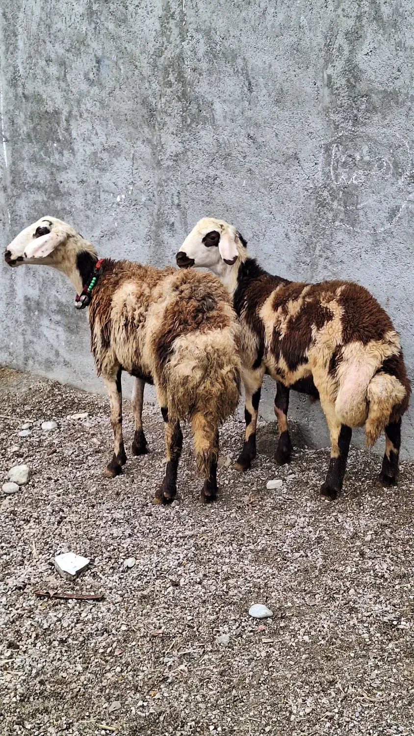 ۱ راس میش و بره پلنگی|حیوانات مزرعه|بروجرد, |دیوار