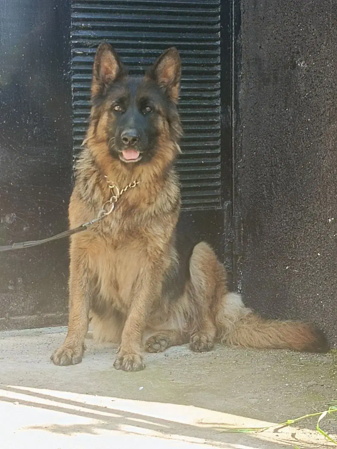 سگ ژرمن|سگ|بندر انزلی, بشمن|دیوار