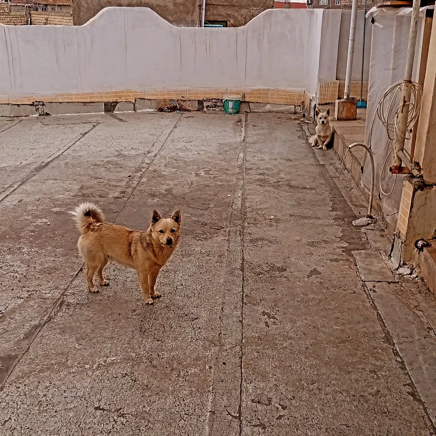 سگ پاکوتاه گمشده|حیوانات|تهران, شهرک صدرا|دیوار