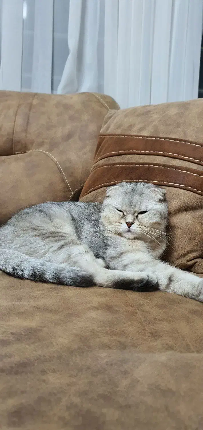 واگذاری سرپرستی یک جفت گربه با شرایط خاص|گربه|بوکان, |دیوار