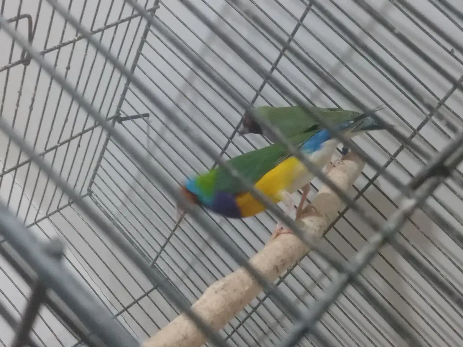 فنج گلدین|پرنده|قم, ولیعصر|دیوار