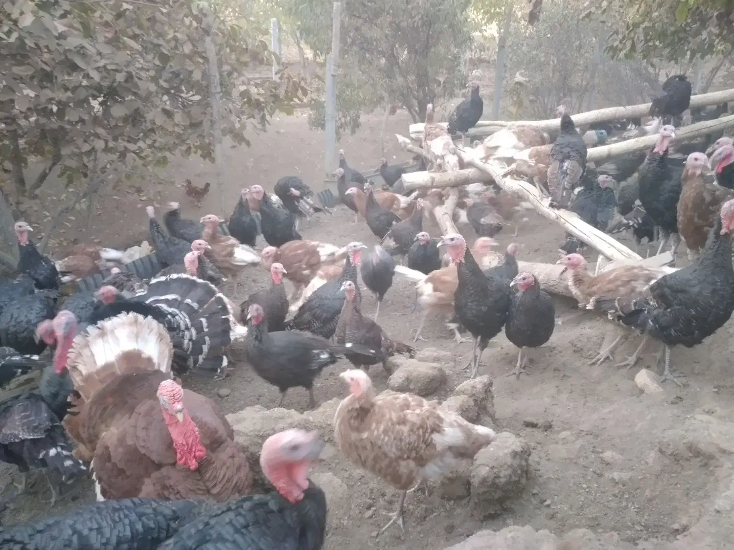 بوقلمون ارگانیک بوربون وبرنز|حیوانات مزرعه|کامیاران, |دیوار