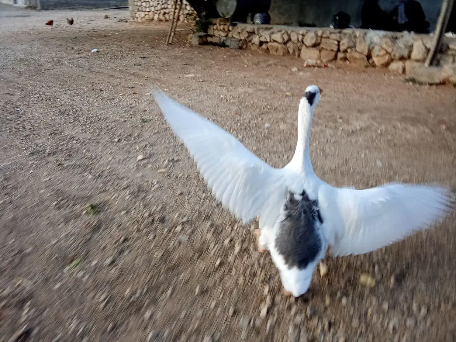 فروش پرنده ماده غاز|حیوانات مزرعه|یاسوج, |دیوار