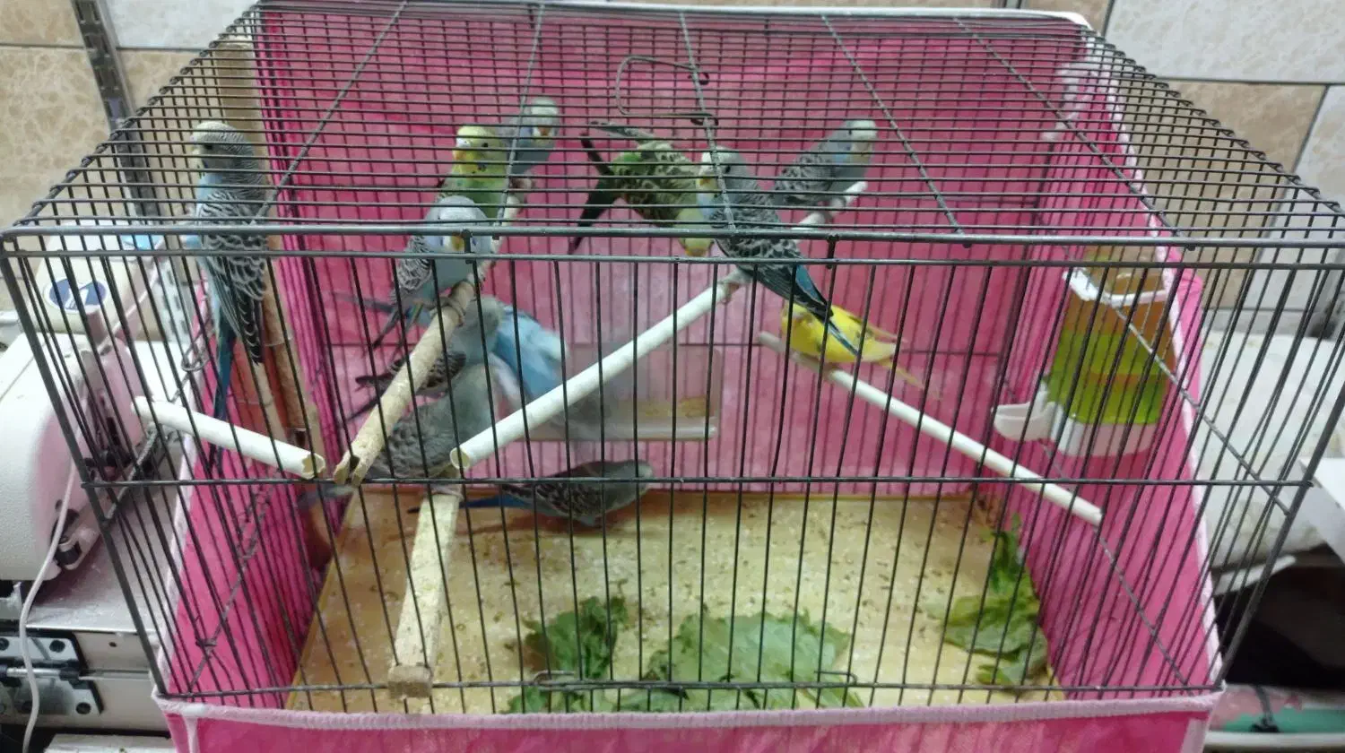 حراج مرغ عشق|پرنده|اصفهان, فجر|دیوار