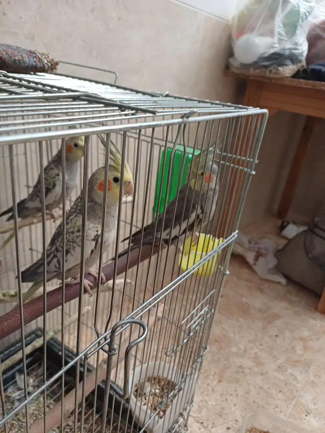 عروس هلندی|پرنده|یزد, |دیوار