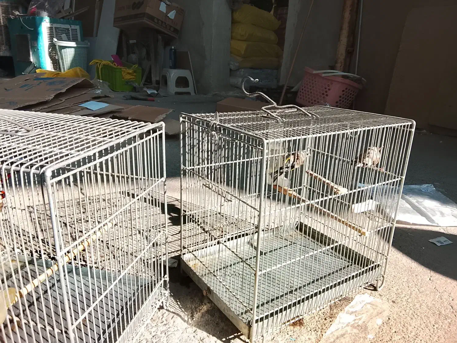 جوجه سره|پرنده|اسلامشهر, شهرک واوان|دیوار