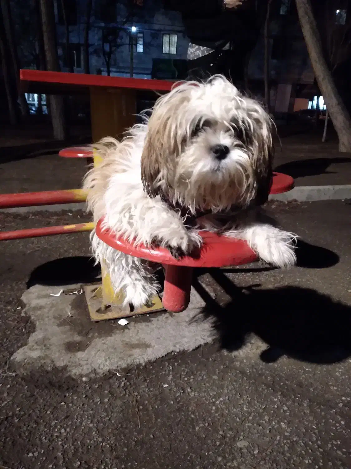 شیتزو فلت|سگ|کرج, شاهین‌ویلا|دیوار