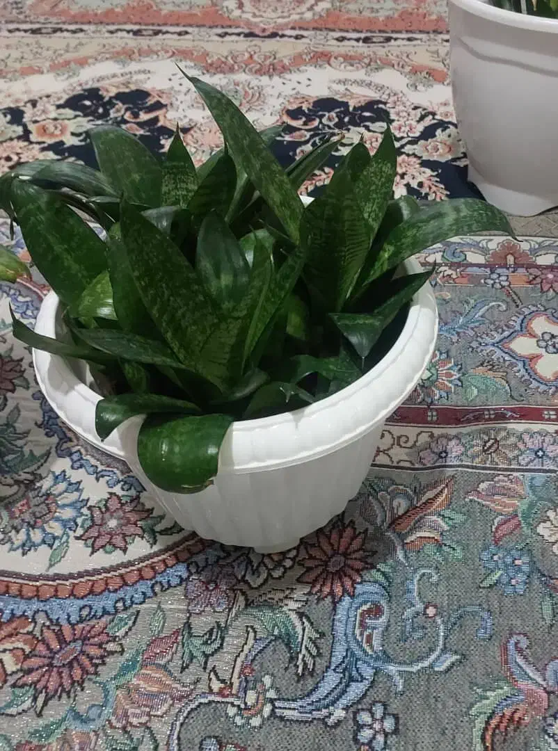 گل طبیعی|گل و گیاه طبیعی|کرج, دولت‌آباد|دیوار