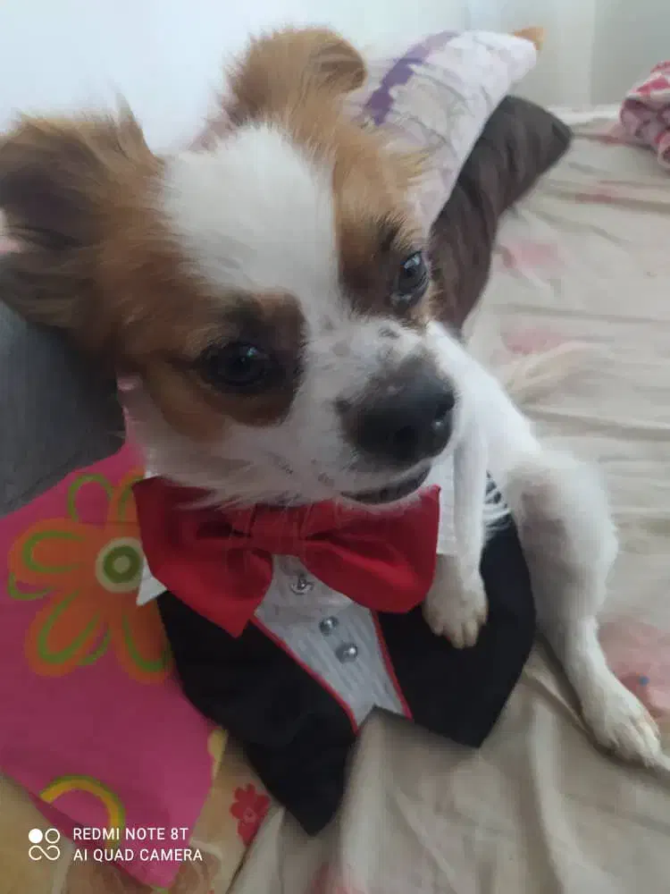 سگ گوم شده|حیوانات|شهرضا, |دیوار