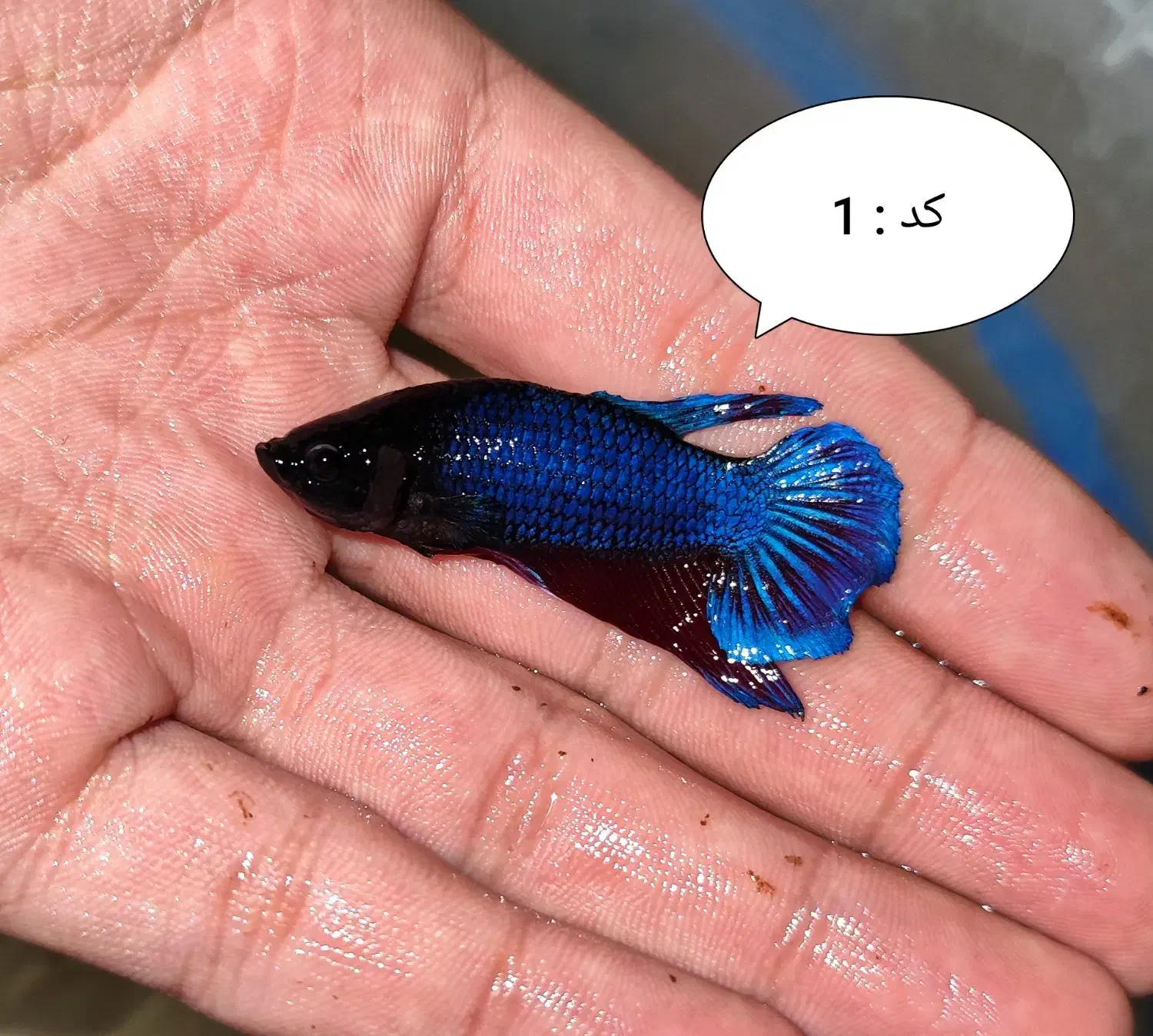 ماهی فایتر|ماهی|خرم‌آباد, |دیوار