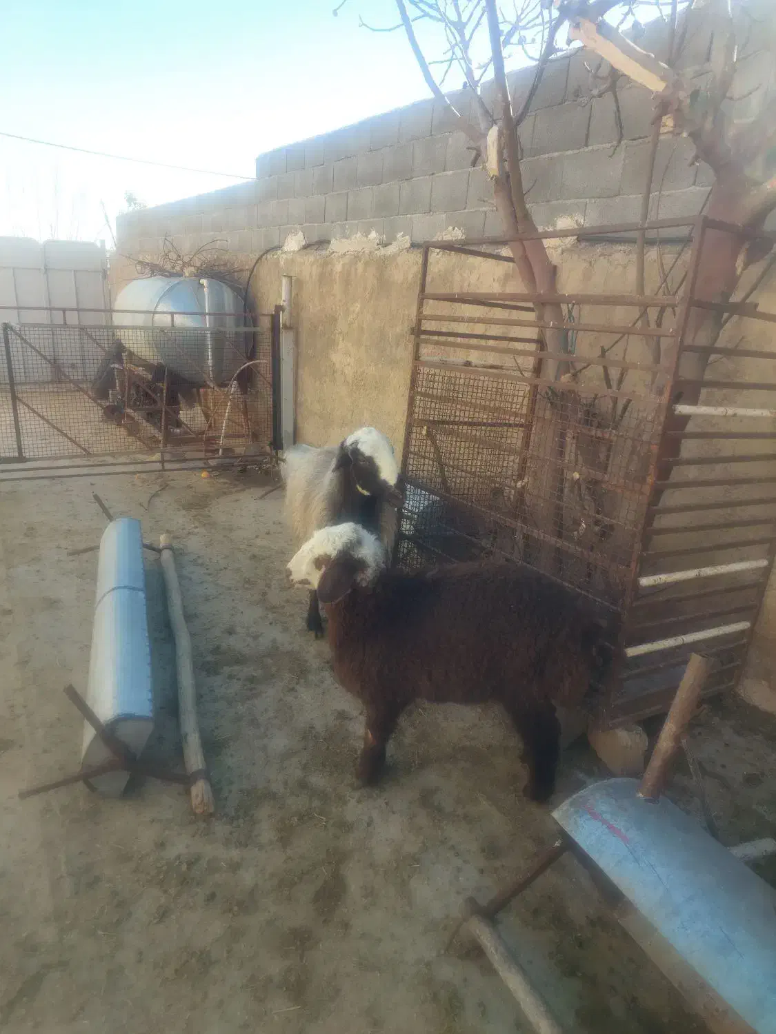 میش بره دار درجه یک|حیوانات مزرعه|مرودشت, نقش رستم|دیوار